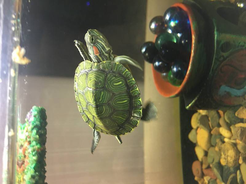 Почему красноухая черепаха плавает "на один бок", брюхом вверх или задом