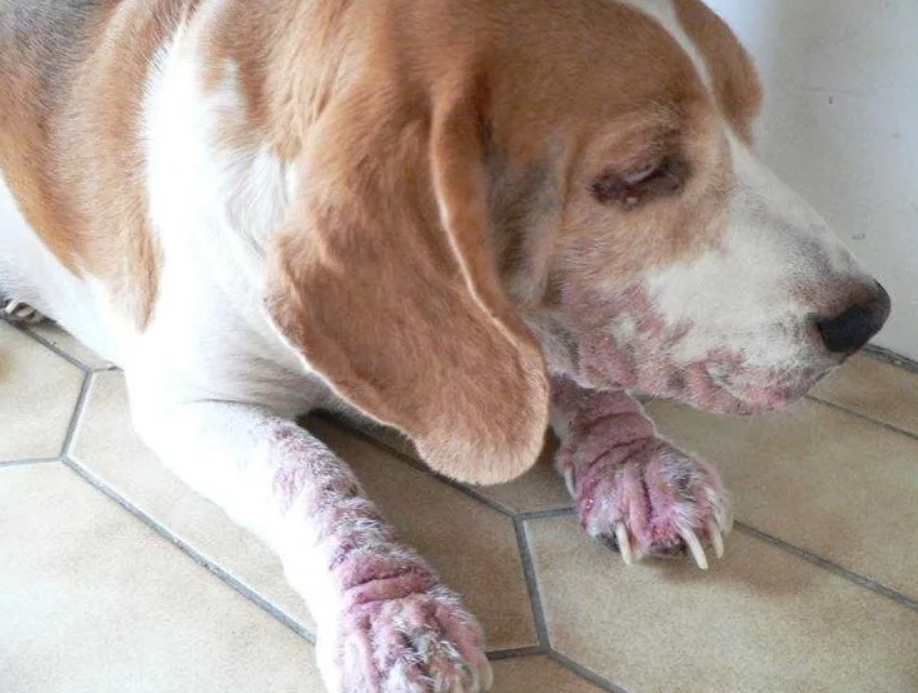 Аллергия у собак — симптомы, лечение и профилактика заболевания