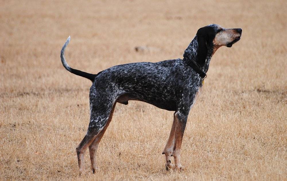 Кунхаунд (енотовая собака): описание породы собак, цена