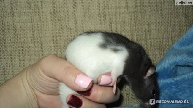 Дрессировка крыс — учим в домашних условиях трюкам и командам