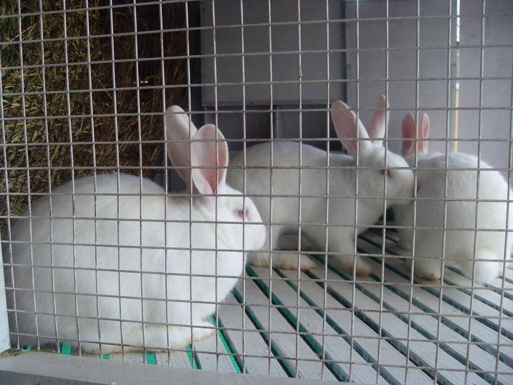 Особенности разведения кроликов в домашних условиях | cельхозпортал