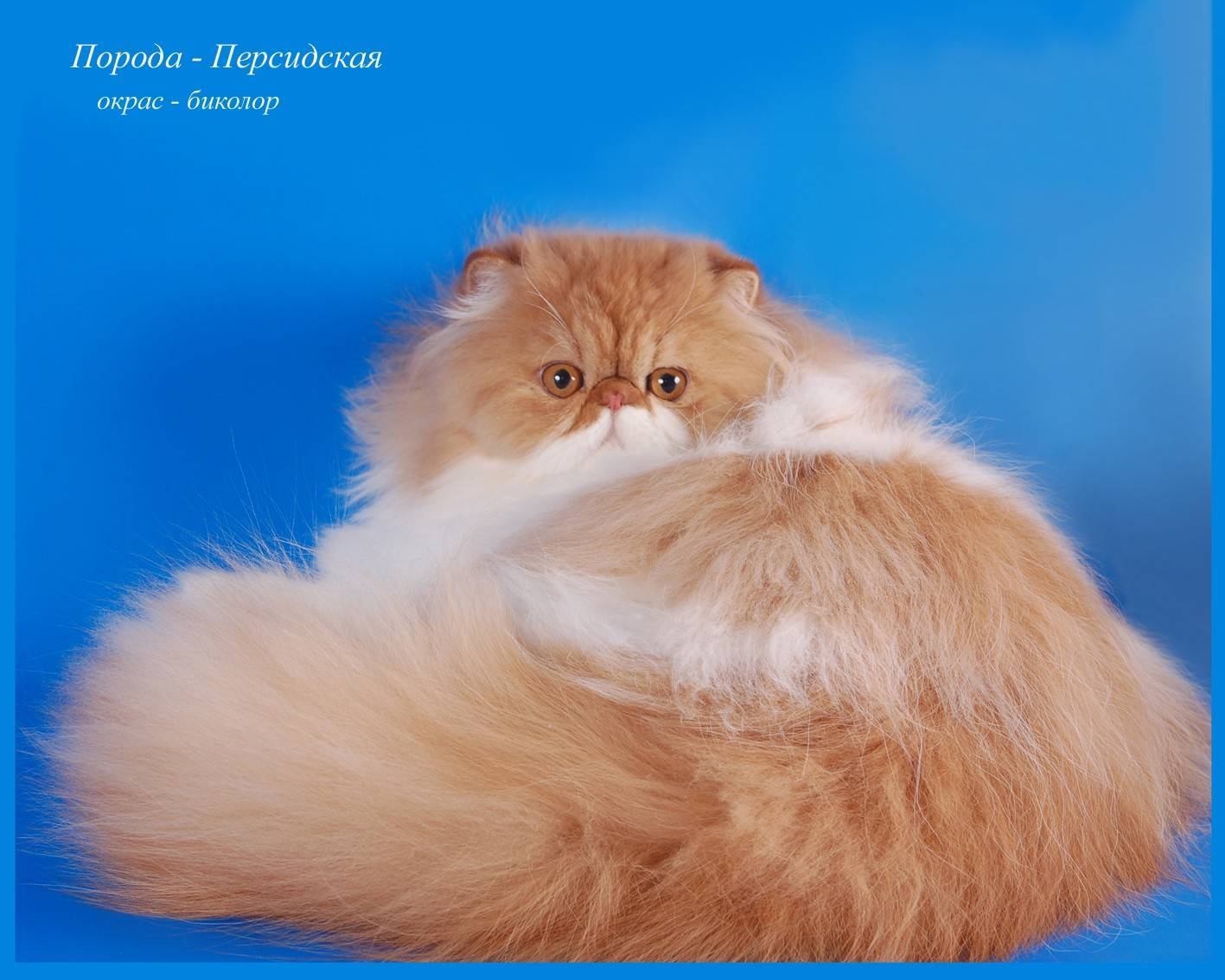 Персидская кошка: описание внешности и характера породы, уход за котом и его содержание, выбор котёнка, отзывы владельцев, фото перса