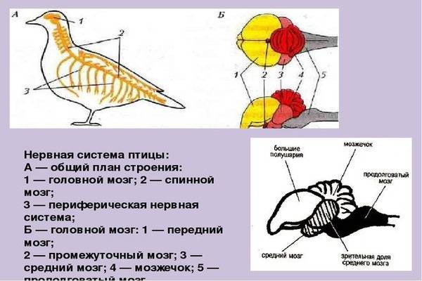 Класс птицы мозг. Нервнаяная система птиц. Строение нервной системы голубя. Нервная система птиц. Нервная система птиц схема.