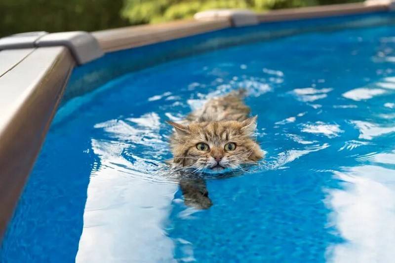 Как приучить кота к купанию