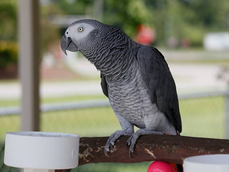 Какие попугаи самые умные и сообразительные в мире