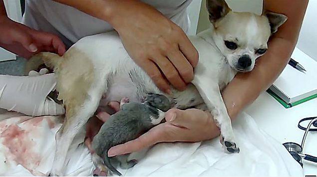 Роды у собаки: признаки начала и процесс появления щенков, как принять их в домашних условиях, сколько длятся, проходят