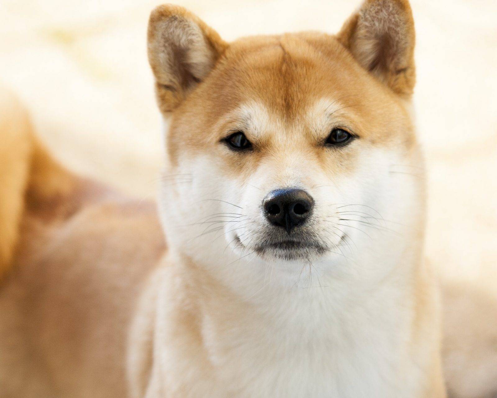 Сиба-ину: 140 фото описание породы и видео обзор очаровательной собаки