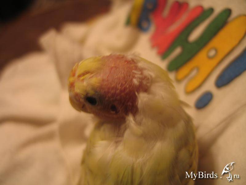 Что делать, если волнистый попугай начал чихать