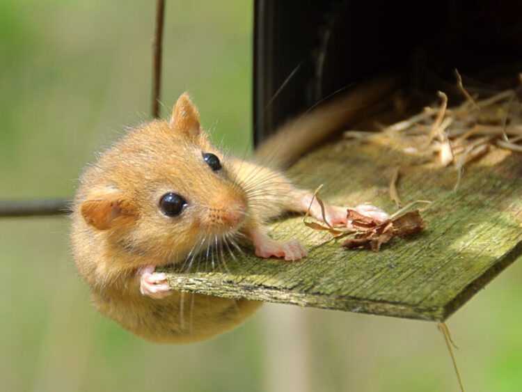 Мышь домашняя, маленький зверёк – большая радость
