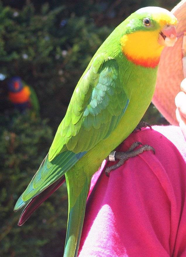 Самые разговорчивые: 10 лучших пород говорящих попугаев