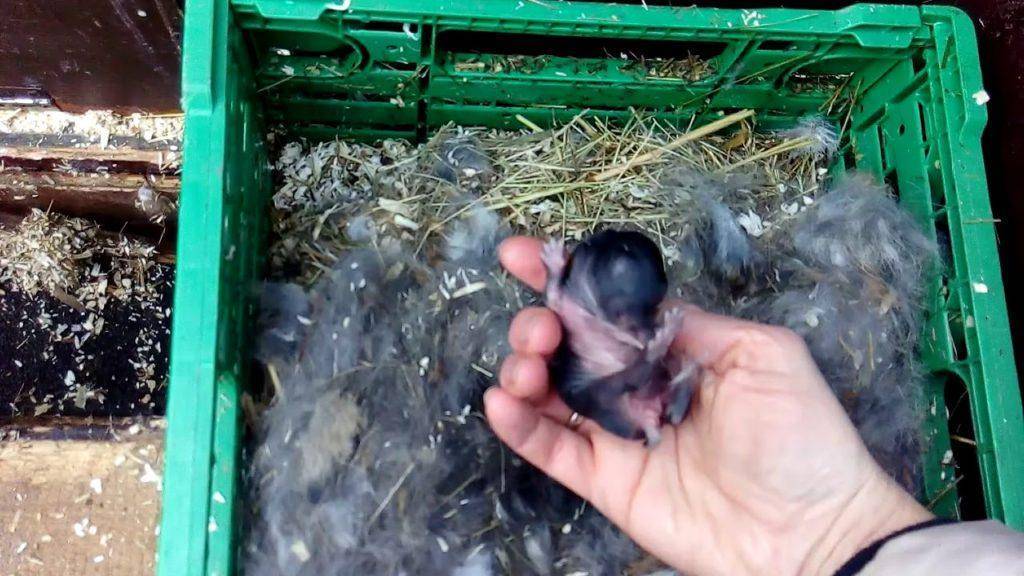Новорожденные кролики: этапы развития, уход и кормление