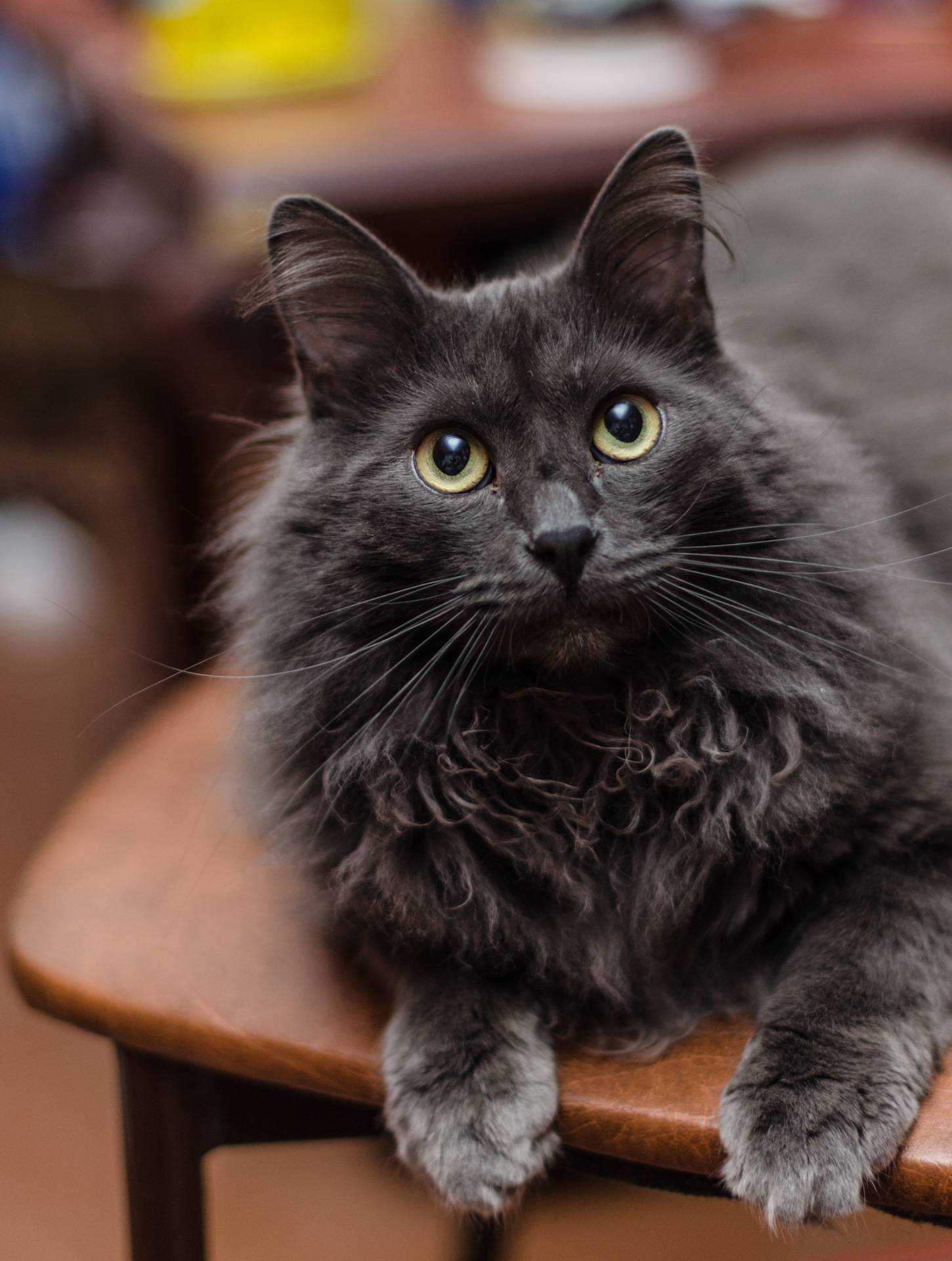 Кошка нибелунг: характер, фото, видео, отзывы