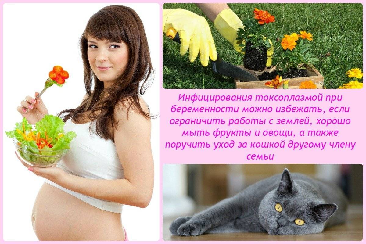 Почему беременным нельзя гладить кошек | контактировать, бить, трогать, примета