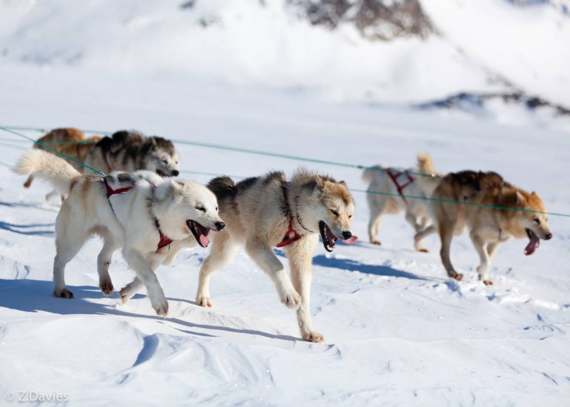 Гренландская ездовая собака: фото, описание породы