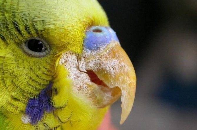 Почему у попугая наросты: на роговице, клюве, восковице, лапах, глазах