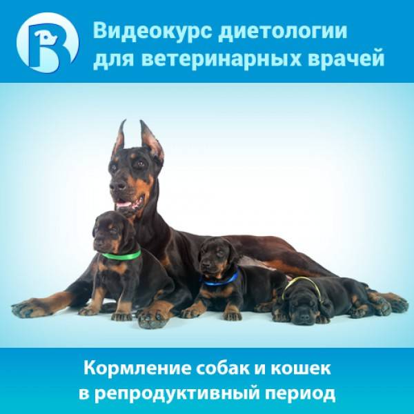 Чем кормить собаку после родов
чем кормить собаку после родов