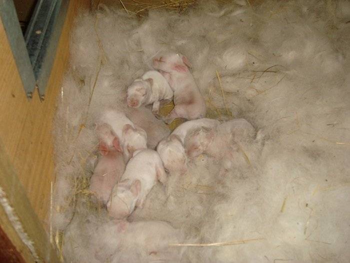 Роды крольчихи: сколько приносит крольчат, уход после родов