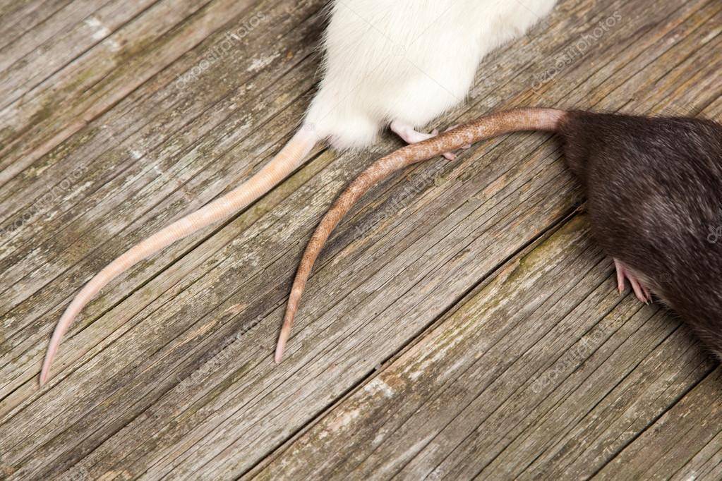 Зачем крысе длинный хвост - зоо мир