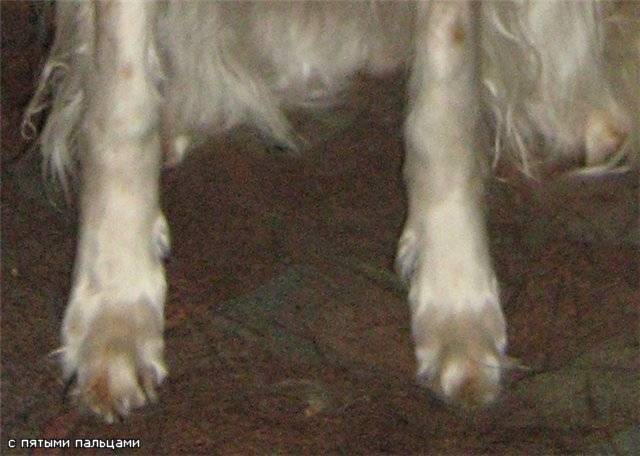 Пятые пальцы у щенков на задних лапах: стоит ли их удалять? как происходит удаление - автор екатерина данилова - журнал женское мнение