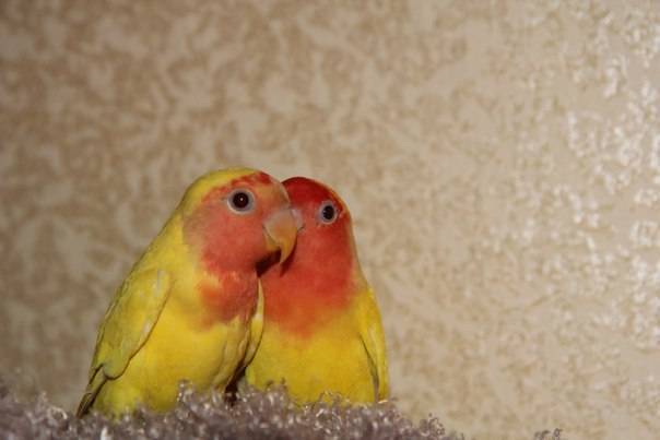 Как научить волнистого попугая говорить быстро в домашних условиях, можно ли обучить разговаривать самку