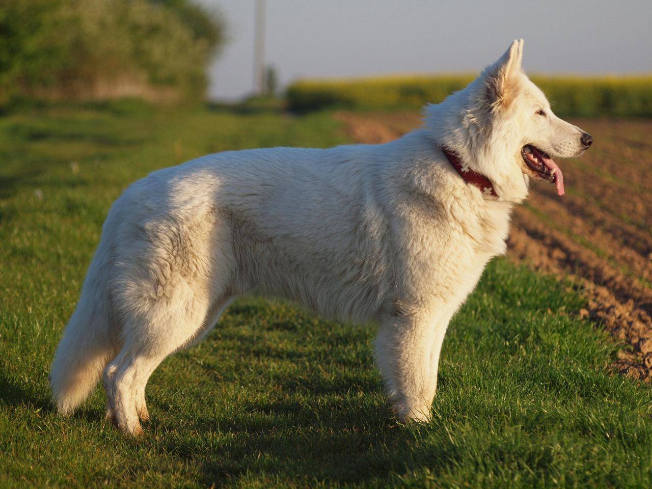 Белая швейцарская овчарка — характеристики породы, стандарт внешности, уход