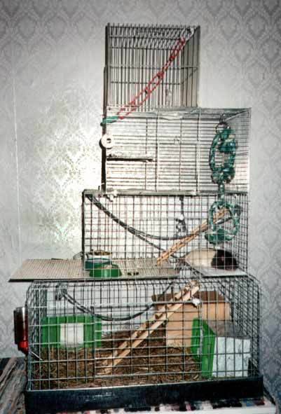Клетка для крыс: правила выбора и обустройства (фото)