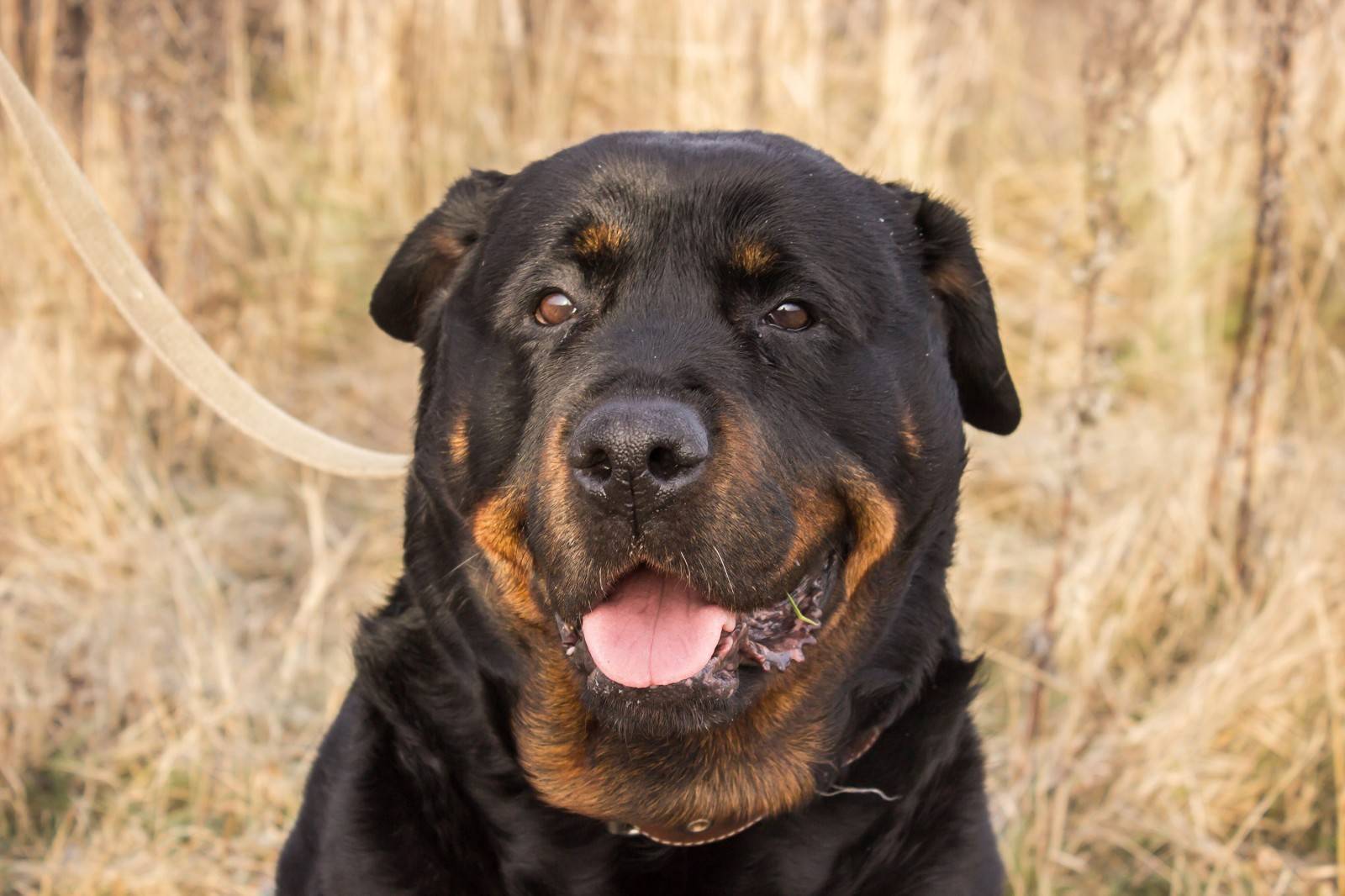 Собака ротвейлер: характеристика, описание породы и фото