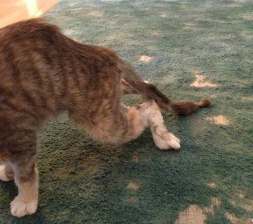 У кошки отнимаются задние ноги: почему это происходит и что делать, если питомцу отказали лапы?