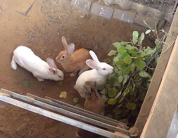 Разведение кроликов в яме — лучший способ увеличить их популяцию