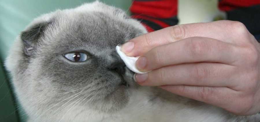 У кота коричневые выделения из глаз: причины, лечение
у кота коричневые выделения из глаз: причины, лечение