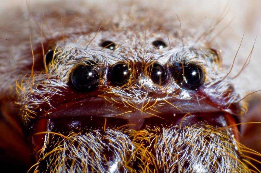 Класс паукообразные. отряды: пауки, скорпионы и клещи. строение и размножение паука-крестовика | биология