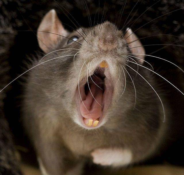 Смех пробуждает аппетит, а крысы могут смеяться: 10 захватывающих научных открытий о смехе