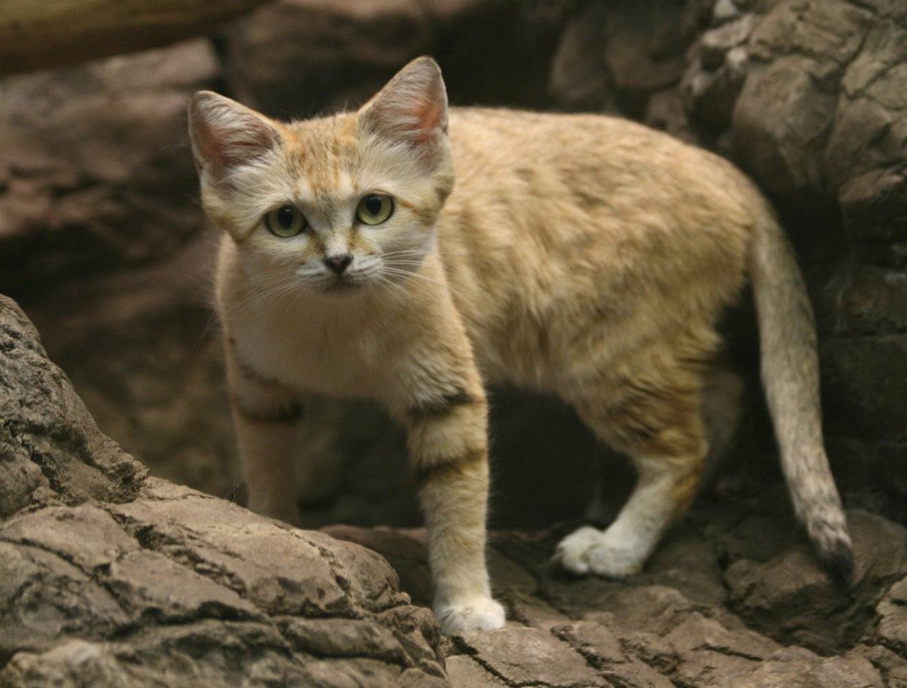 Аравийский мау: описание породы, фото котят и взрослых кошек, правильный уход и рекомендованные корма