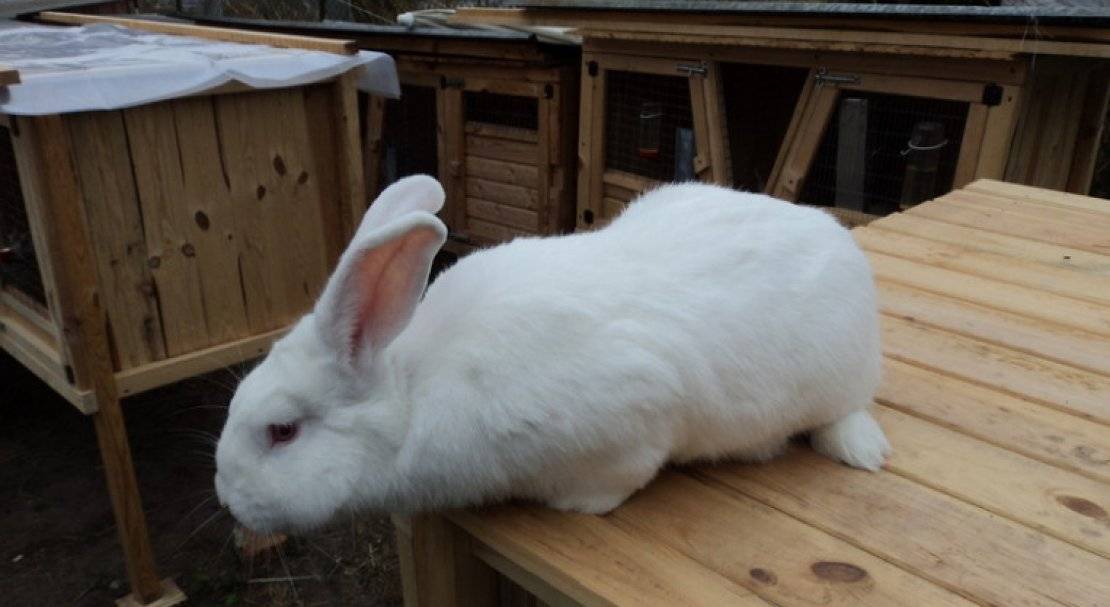 Кролик белый паннон: отличительные признаки и правила содержания