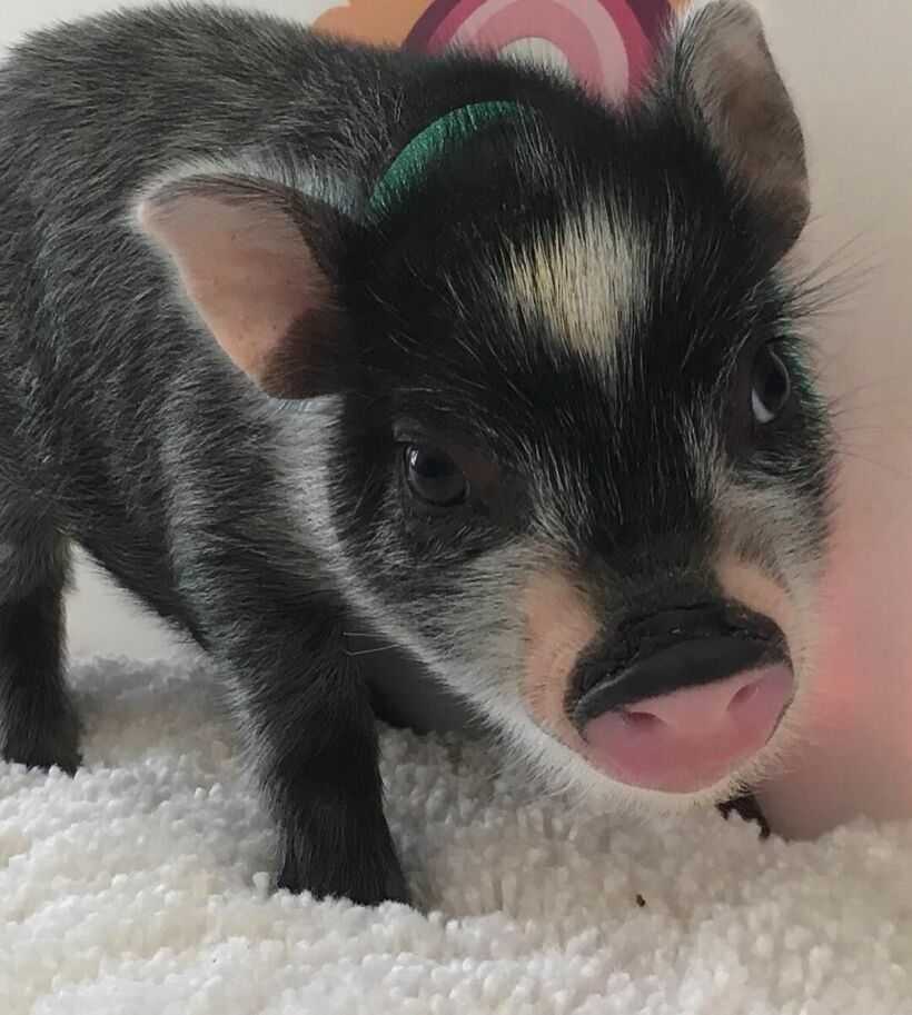 Карликовые декоративные свиньи мини-пиги: особенности содержания в домашних условиях