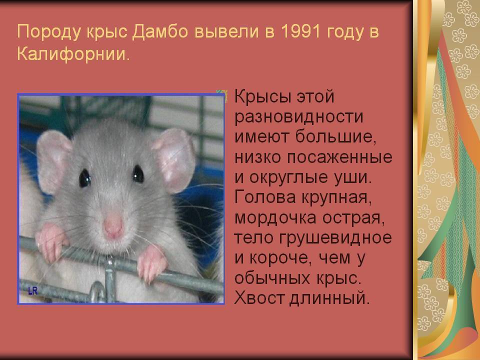 Декоративная крыса дамбо - описание, уход и содержание домашних условиях