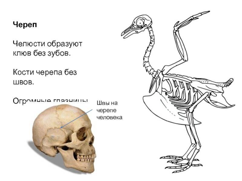 Чем можно объяснить легкость черепа. Строение птицы костный череп. Форма черепа птицы. Скелет черепа птицы. Череп птицы анатомия.