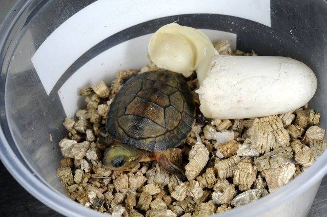 Размножение сухопутных черепах в неволе. при каких условиях можно получить потомство?