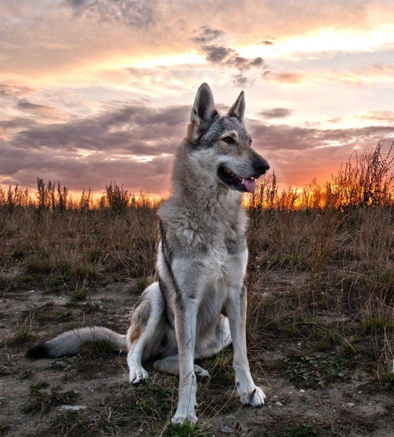 Чехословацкая волчья (влчак) описание породы собак, характеристики, внешний вид, история