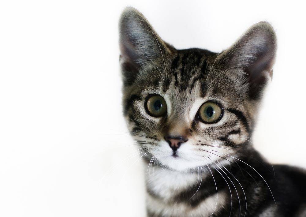 Американская жесткошерстная кошка: история появления, характеристика породы и правила содержания
