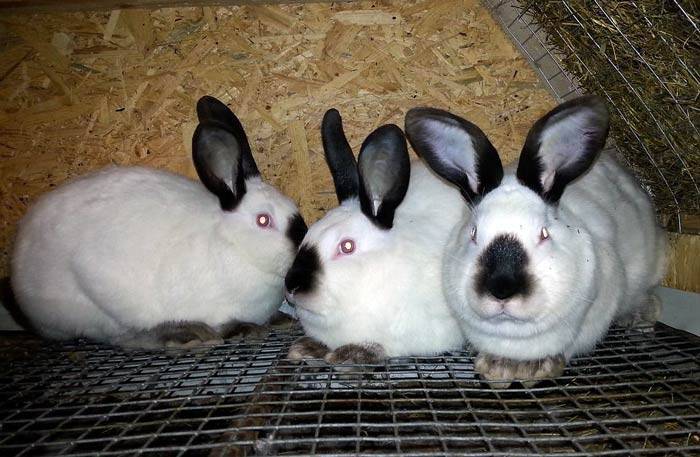 Выращивание кроликов на мясо в домашних условиях: сколько и как разводить