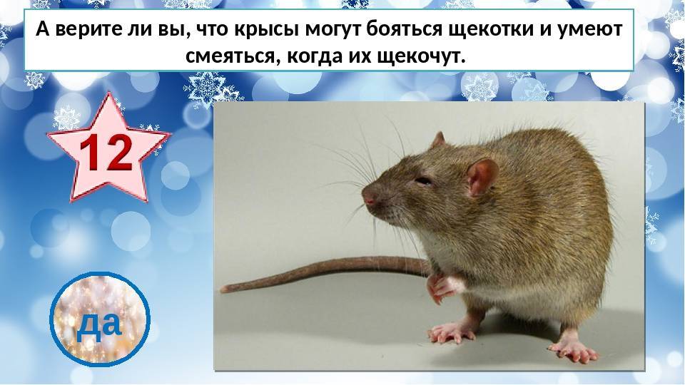 Крысы невероятно умные животные | esoreiter