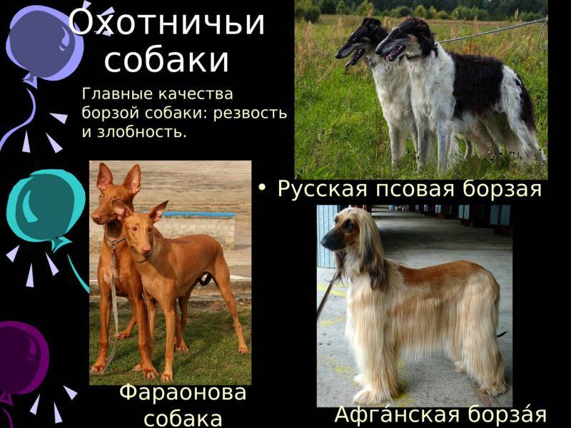Собака борзой породы: описание и фото