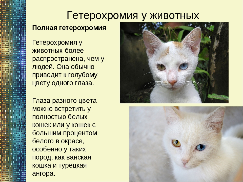 Белая кошка с разными глазами: феномен особой породы, виды
