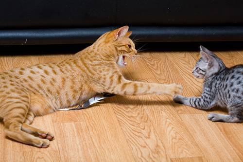 Как подружить кошек при появлении нового питомца в доме: алгоритмы поведения, возможные реакции, метод сближения конфликтных животных