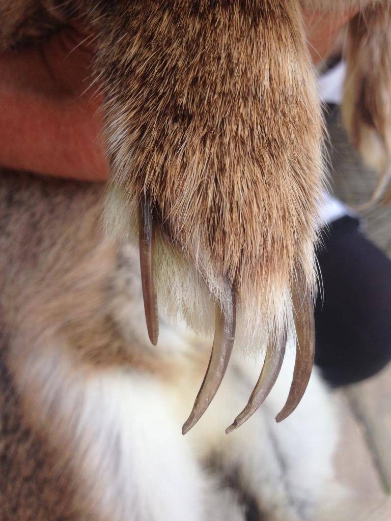 Уход за когтями декоративного кролика: как правильно стричь