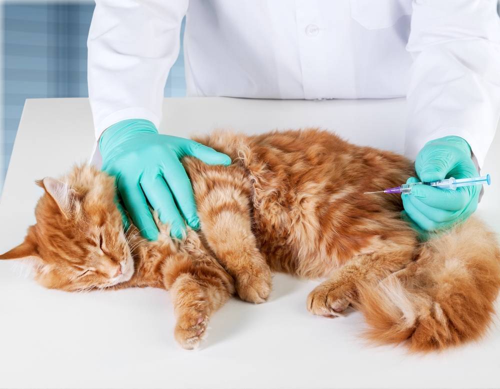 Вирусный лейкоз у кошек | эта болезнь не приговор | приют для кошек в печатниках