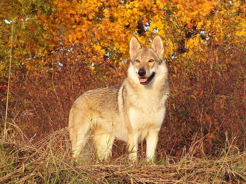 Чехословацкий влчак — описание породы и характер собаки