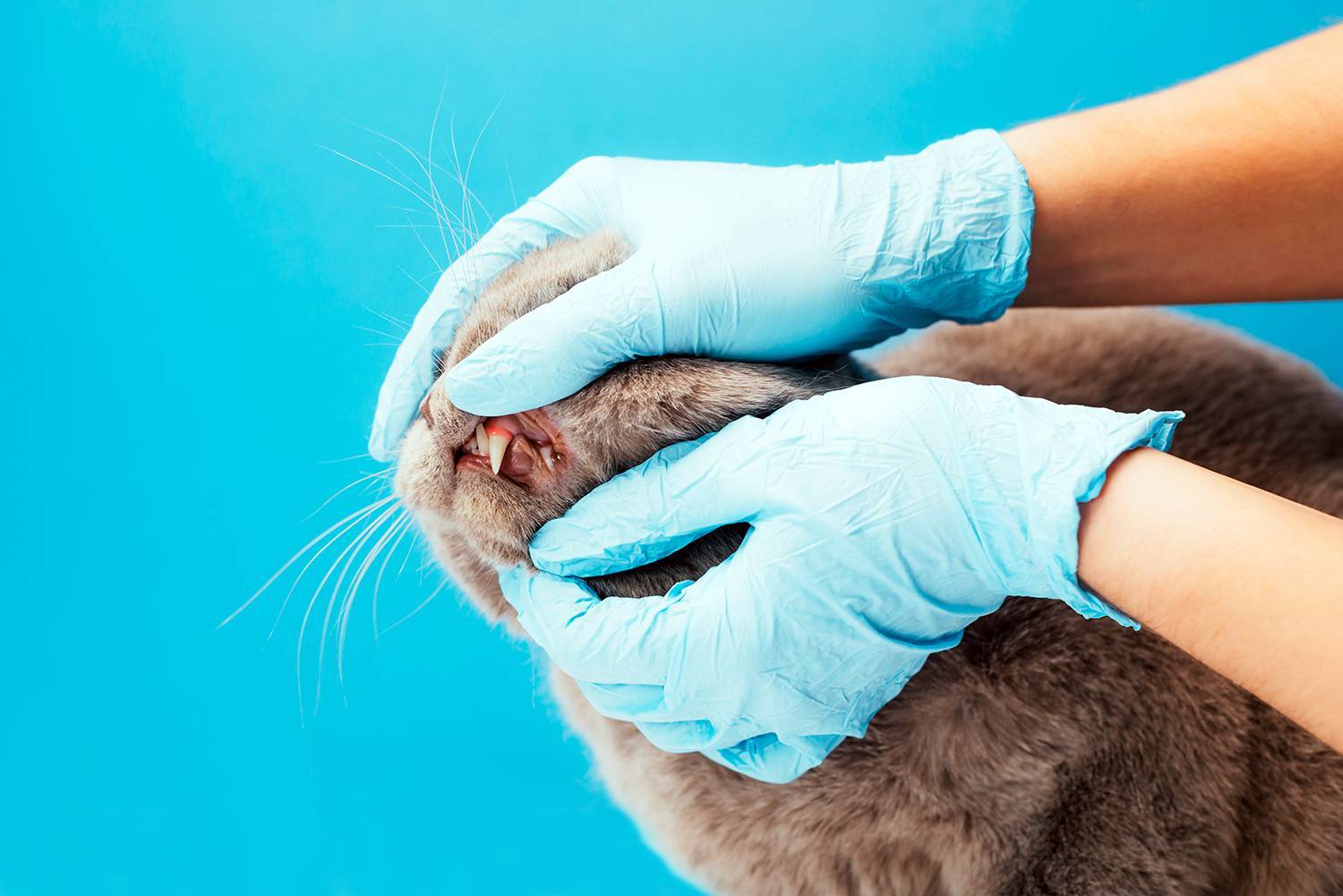 Болезни кошек при воспалении ротовой полости