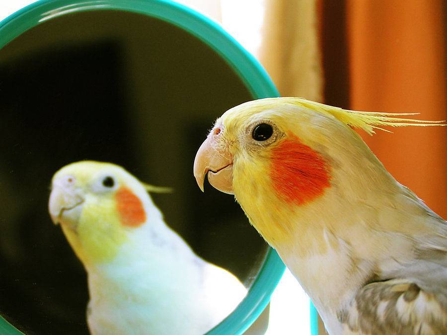 Самые интересные разновидности окрасов попугая кореллы
